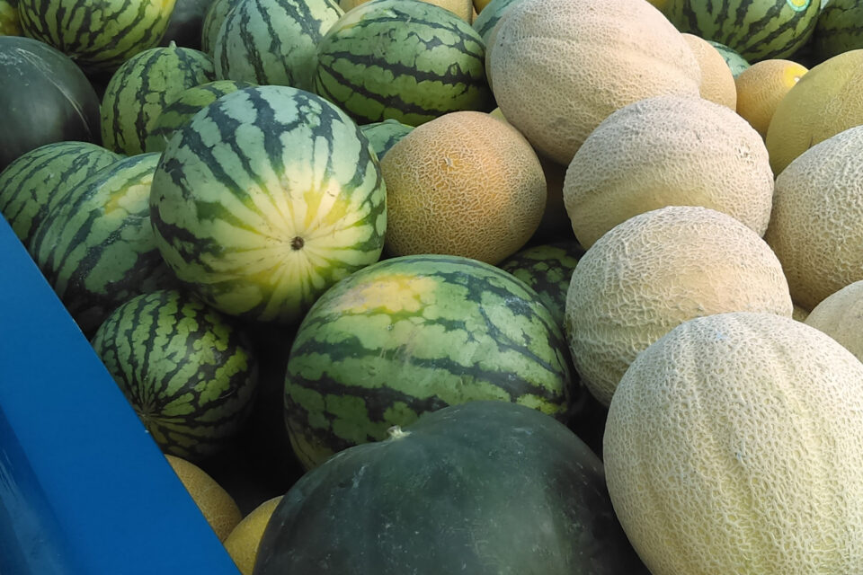 Dixon Melons at Farmers' Markets